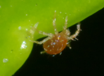Anystis sp.